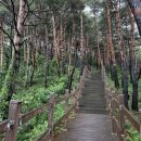 델피노숲 이미지