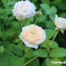 행복한하루 이미지