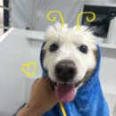 멍즈니랜드 네이버블로그