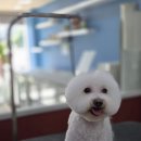 꼬리치랑개 이미지