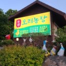 두경오리농장 이미지