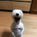듀