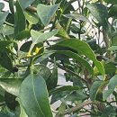 후인농장 이미지