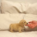 퍼피 켄넬 이미지