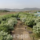 이팝나무길 이미지