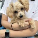 미키루키 | 이번주 일기 : 저녁굶고 운동, 루키 만나고옴, 스타벅스미키, 화담숲 예약