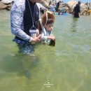 아발론 보행기 튜브 후기 4살 아이 바다에서 직접 써본 자동차 튜브 추천