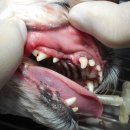 카페거리 동물병원 동행 이미지