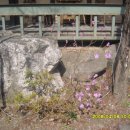 진달래카페 이미지