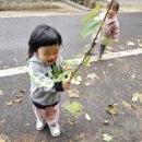 우와~~노랑 노랑 은행잎이네~🎶 🍂🍁 이미지