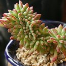 미니미니 이미지