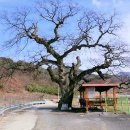 사리밤티재 이미지