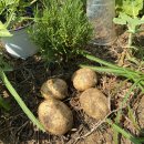 솔밭농장 이미지