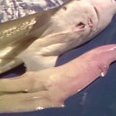 세모스쿠알렌 이미지