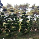 여주-0051 이미지