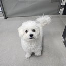 속초삼성동물병원 | 말티푸 누리일기 Ep.10 속초동물병원 나의동물메디컬센터 강아지 대퇴골두 LCPD 수술 후기