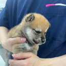 바른동물병원 이미지