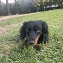 고쳐줄개 이미지