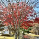 (주)나무그림엔터테인먼트 | 경주 단풍명소 통일전 은행나무길은 이제 엔딩? 실시간 방문 후기