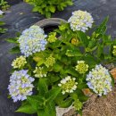 청산도 안단테 이미지