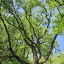 용부원1리 이미지