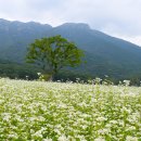 메밀꽃 이미지