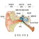 어지러움에 관련된 증상들 이미지