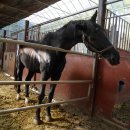 대암목장 이미지