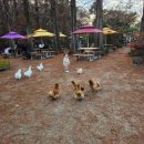 예천남부초등학교 | 주말 아기랑 가볼만한 곳 [신라 식물원]