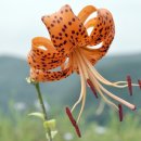 곰배령산장 네이버블로그