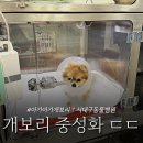 대구착한동물병원 | 대구 서대구 동물병원 암컷 중성화 수술 후기