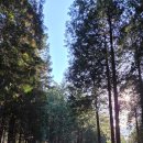 편백숲,쉼 이미지