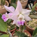Cattleya (C.)Kiritsubo 'Meg'(c. alaori x C. nobilior ) 이미지