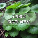 고투콜라 효능과 부작용, 복용법부터 피부 개선 효과까지 완벽 정리