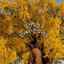 (주)은행나무 | 강원도 단풍명소 원주 반계리 은행나무 주말후기 : 주차 및 먹거리, CCTV