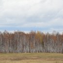 자작나무가 만든 시베리아와 바이칼의 가을풍경﻿ 이미지