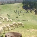 요곡목장 이미지