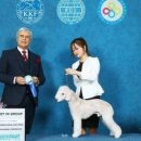 남현댕 애견미용 이미지