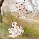 금광초등학교 | 강아지랑 갈만한 곳 안성 벚꽃 명소에서 귀여운 강아지 꽃개 사진 찍기