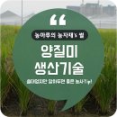 [작물 - 벼 ]기계이앙재배 양질미 생산 기술