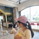 수려하개 이미지