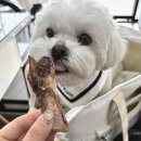 댕꼬미다 이미지