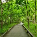 [고창 가볼만한곳] 도솔산 구름속에서 참선 ＜선운사＞초록의 향연, 자연의 향기 만세루, 씻지 않은 속세도 아름다워, 풍천장어도 이미지