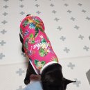 잇츠요미