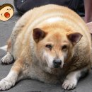 개린이보호구역 이미지