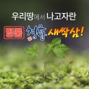 청유담 새싹삼 국내산 명품 150뿌리 할인 이벤트
