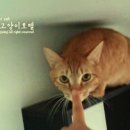 고양이 별 이미지