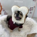 뽀야네분식 | 포천 고모리애견카페_뽀야네 딩가댕가 짜라란