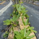 참좋은농장 이미지