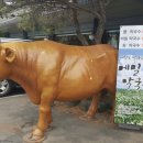 소한마리 이미지